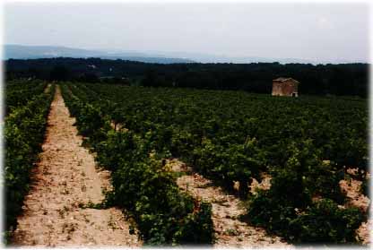 Luberon.vineyard.jpeg