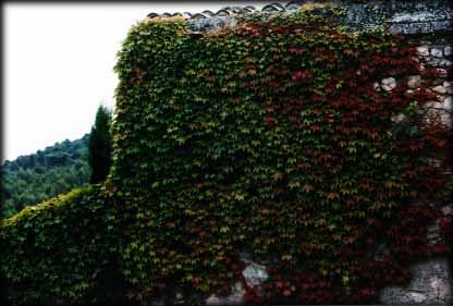 Oppede.ivy.jpeg
