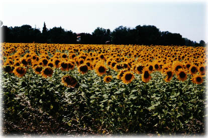 Sunflowers.jpg